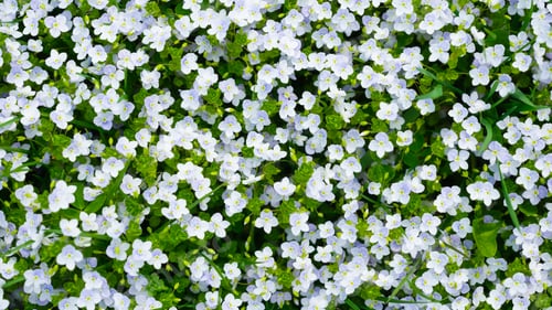 Preview: Spring flowers and fresh green grass. Plants as a background.