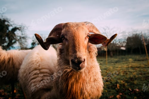Preview: Sheep on green grass near bushes
