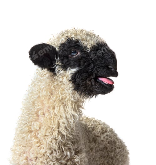 Preview: Lamb Valais Black Nose sheep bleating isolated on white