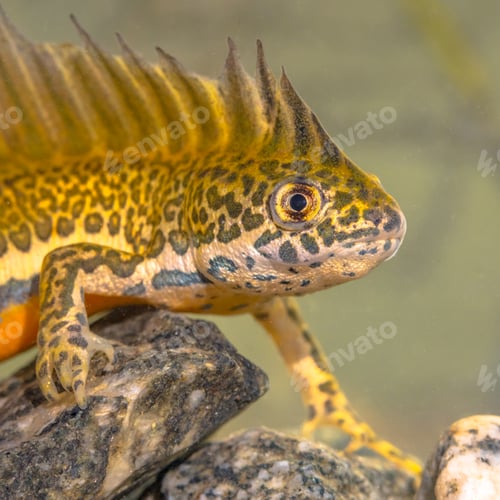 Preview: Southern banded newt aquatic animal in natural underwater habitat