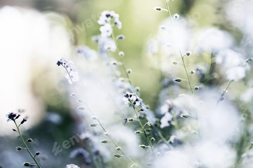 Preview: Forget-me-not (Myosotis) flowers blooming