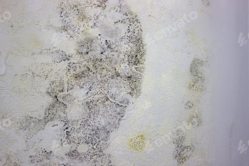 Preview: black mold on the wall. Fungus on the wall after the flooding of the house.