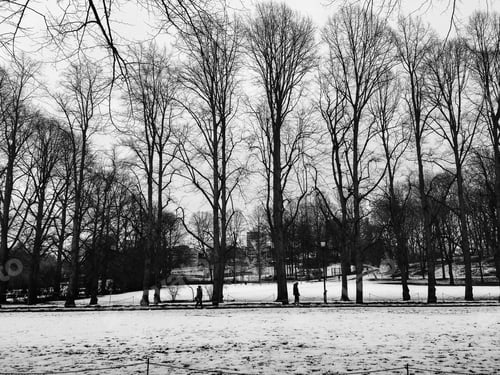 Preview: Trees in the park in winter time