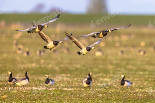 Preview: Barnacle geese flying on migration