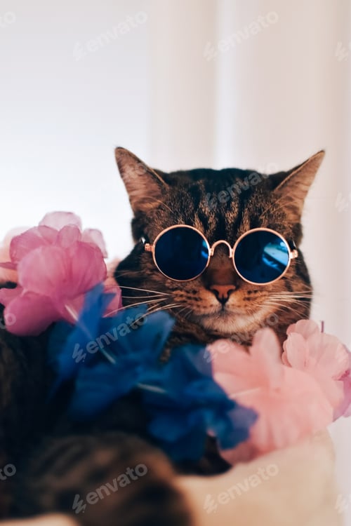 Preview: Cool Tabby Cat Wearing Sunglasses and Lei