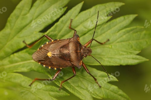 Preview: Closeup shot of a brown forest bug or red-legged shieldbug on a green leaf, Pentatoma rufipes