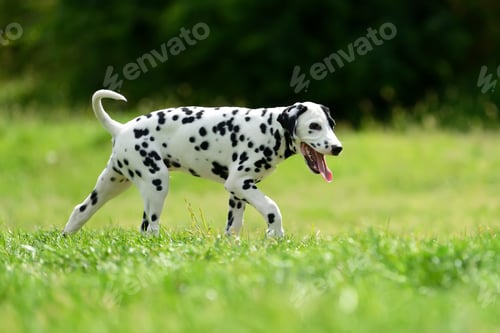 Preview: Dalmatian dog outdoors in summer