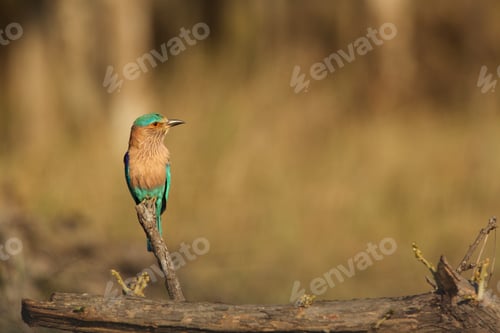Preview: Indian Roller - Coracias benghalensis, Satpura National Park, Madhya Pradesh India