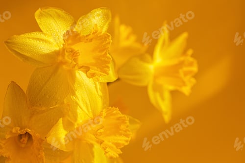 Preview: Close up of daffodils flowers on yellow background