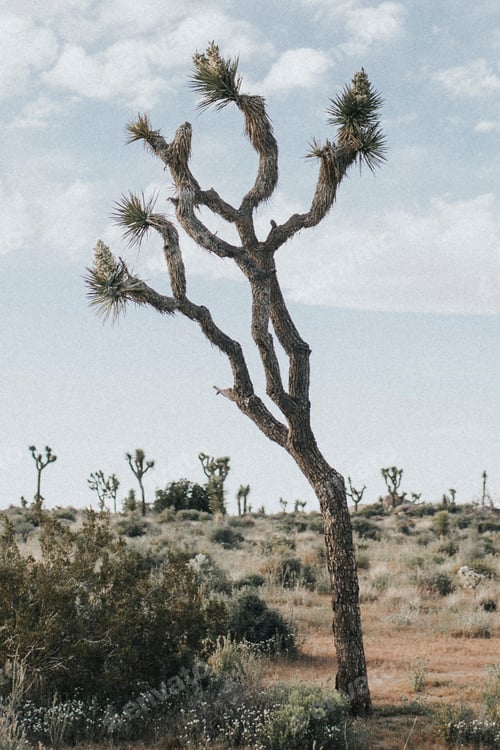 Preview: Rugged terrain in the Californian desert