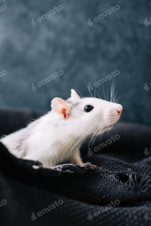 Preview: White funny decorative home rat sniffs the area on a gray plaid.