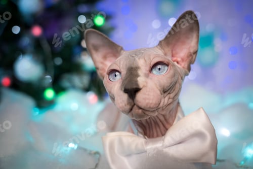 Preview: Domestic Sphynx Cat on background Christmas tree and festive Christmas lights, New Year decorations