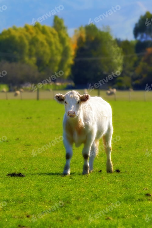 Preview: White cow - all white