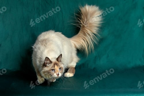Preview: Domestic Long Hair Cat. A beautiful cat with green, intelligent eyes. The cat's coat is tricolored