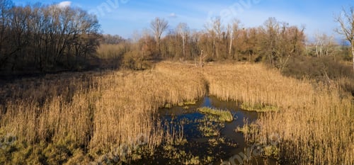 Preview: Wetland with reed growing around water on a sunny spring day from drone view