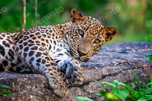 Preview: Leopard relaxes on a rock in a lush green habitat