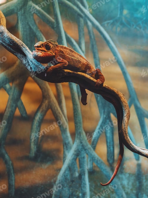 Preview: Chameleon is lizard that is widely known for its ability to camouflage.