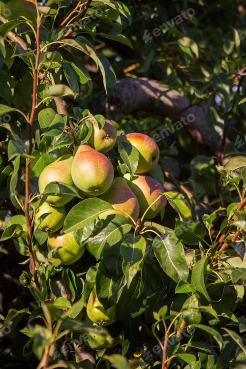 Preview: Branch of ripe organic cultivar of pears close-up in the summer garden