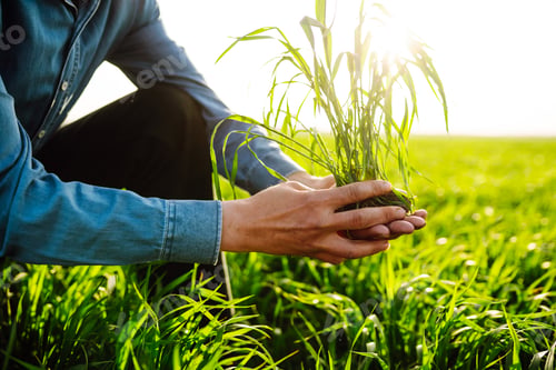 Preview: Young Green wheat seedlings in the hands of a farmer. Ripening ears of wheat field.