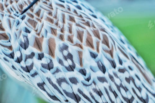 Preview: Falcon Wing