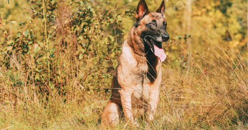 Preview: Hand-held Shooting, Hand-held Shot. Malinois Dog Sitting In Autumn Grass. Belgian Sheepdog Are