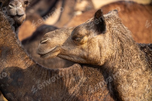 Preview: Camels at the Pushkar Fair Rajasthan, India.