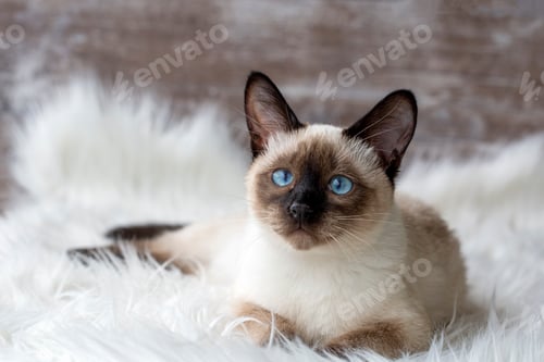Preview: Cute kitten siamese cat indoor