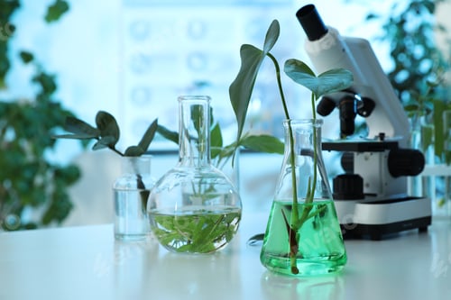 Preview: Laboratory glassware with plants and microscope on table, space for text. Biological chemistry