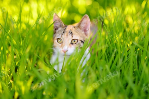 Preview: young beauty cat is in the backyard of the house among the bright green grass on a bright summer day
