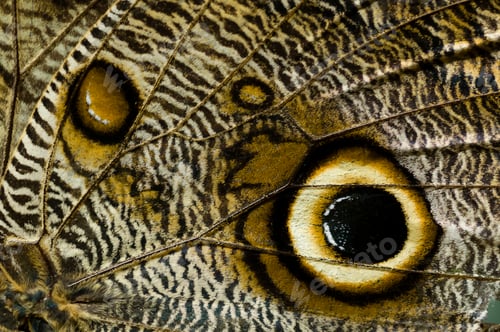 Preview: Close up of butterfly wing