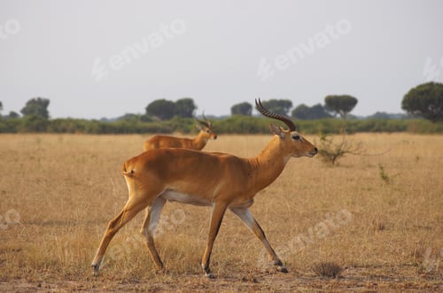 Preview: Wild antelopes walking in savannah in Uganda.