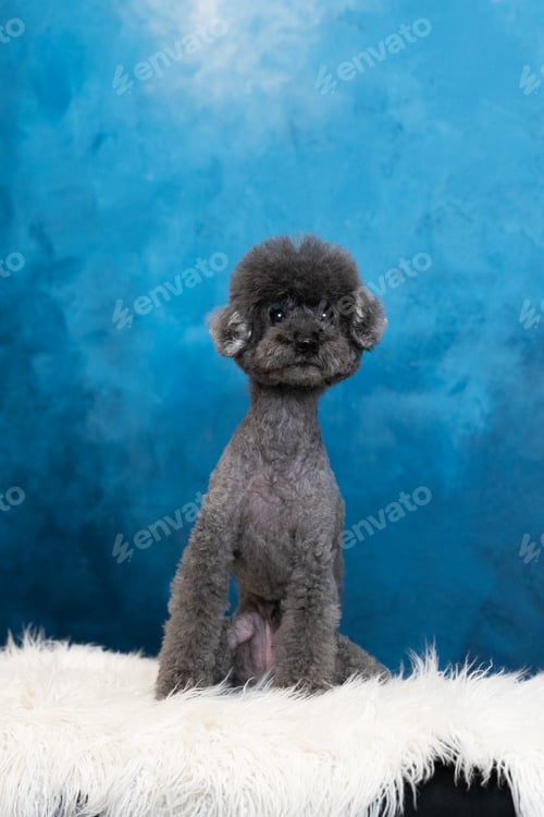 Preview: Studio dog posing against blue backdrop playful polished portrait