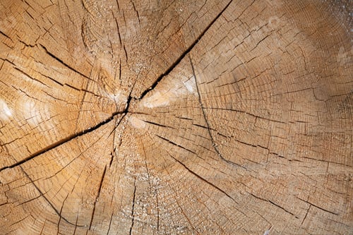 Preview: Cross section of the tree trunk