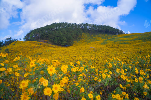 Preview: Tree Marigold or yellow flowers in garden park and mountain hills in Mae Hong Son, Thailand. Nature