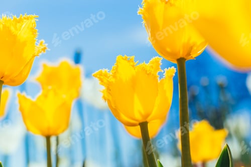 Preview: colorful tulips, tulips in spring