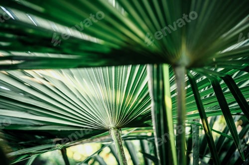 Preview: Palm tree leaves summer background