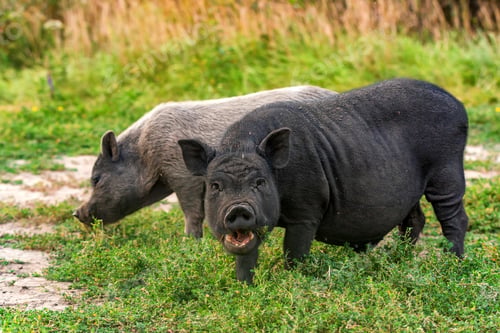 Preview: Two cute black funny active Vietnamese pig outdoor