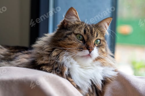 Preview: Long haired Norwegian Forest cat