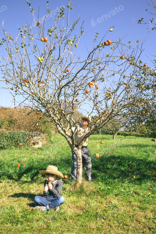Preview: Senior man moving tree and apples falling over kid sitting