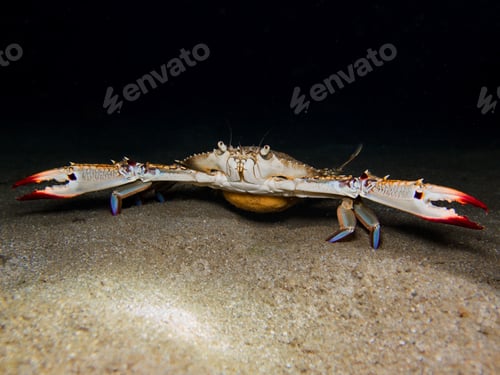 Preview: Portunus segnis with eggs under its belly