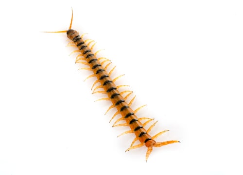 Preview: Scolopendra in studio