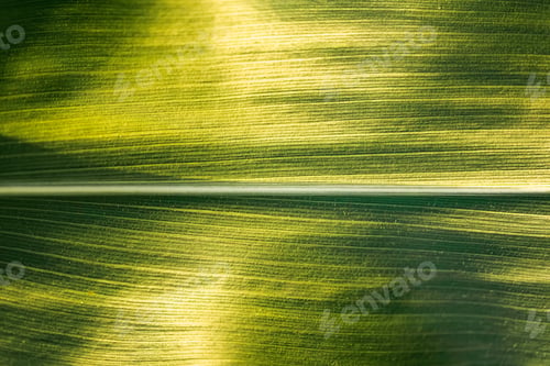 Preview: Green growing leaves of maize in a field