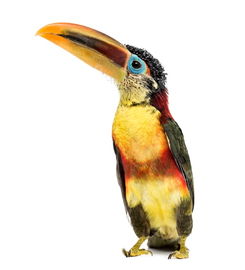Preview: Curl-crested aracari, isolated on white