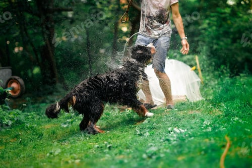 Preview: Big Bernese Mountain Dog bathing, big dog shaking off water, dog grooming