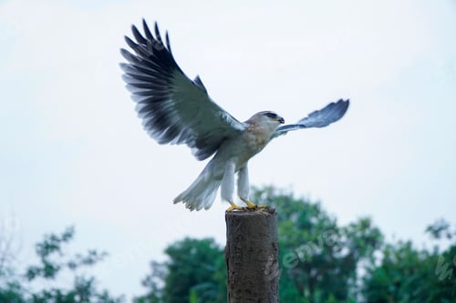 Preview: Black-winged kite (Elanus caeruleus)
