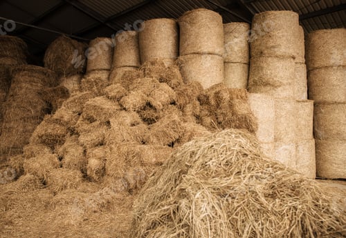 Preview: Stored Hay For Animals