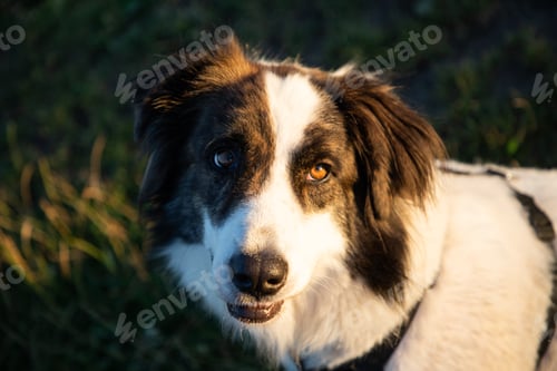 Preview: summer lakeside with a dog