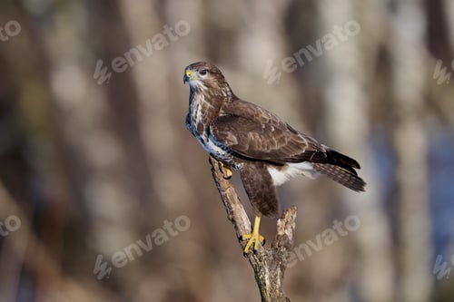 Preview: Common buzzard (Buteo buteo)