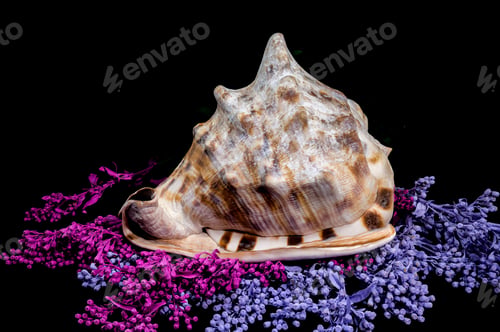 Preview: Beautiful King Helmet Shell on Colorful Background