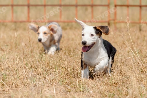 Preview: Two Welsh Corgi Puppies Running in Field